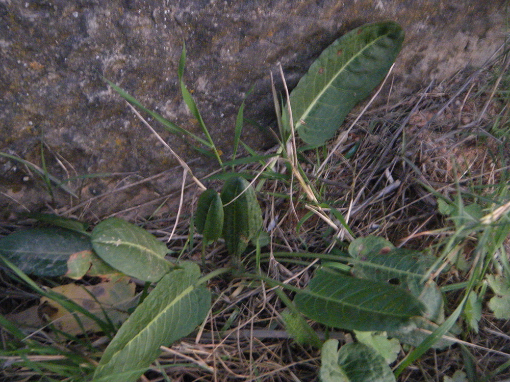 Rumex Conglomeratus (Lengua de vaca)